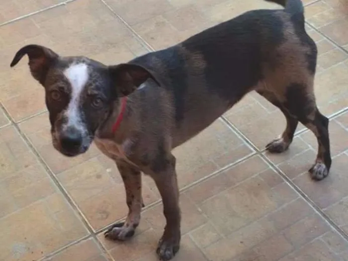 Cachorro raça vira lata idade 2 a 6 meses nome Mel