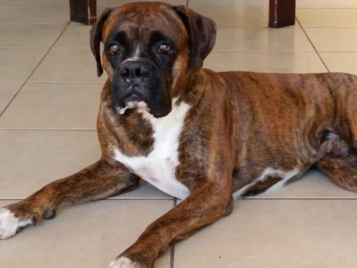 Cachorro ra a Boxer idade 2 anos nome Thor