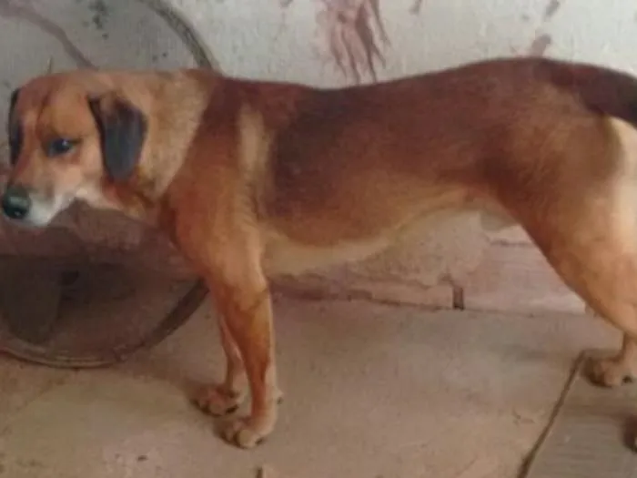 Cachorro ra a vira lata idade 3 anos nome Pluto