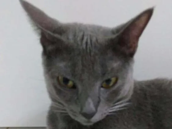 Gato ra a Indefinida idade 7 a 11 meses nome Não tem