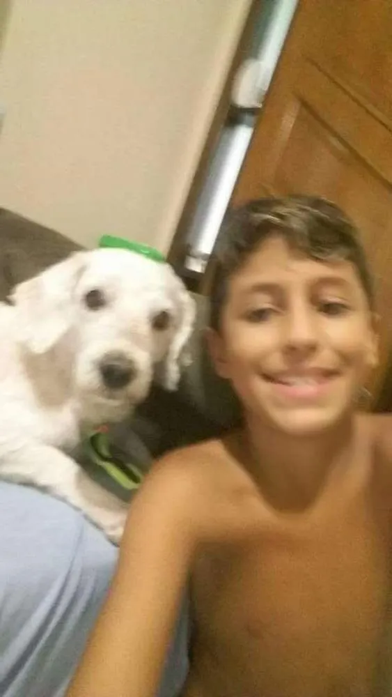 Cachorro ra a Poodle idade 6 ou mais anos nome Manezinho