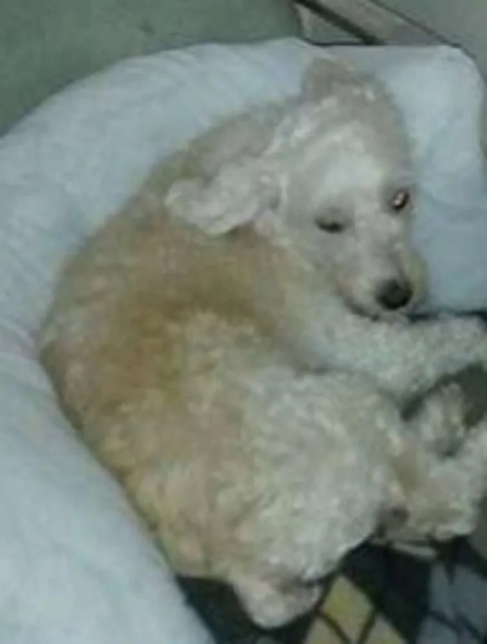 Cachorro ra a Poodle idade 6 ou mais anos nome Manezinho