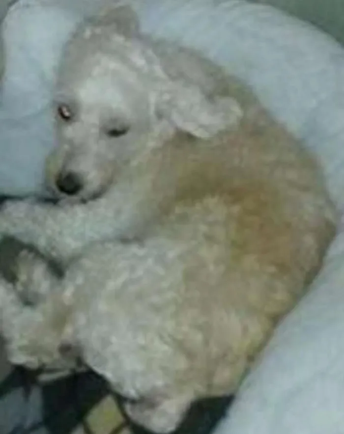 Cachorro ra a Poodle idade 6 ou mais anos nome Manezinho