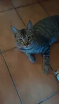 Gilbert