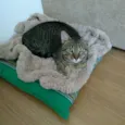 Gilbert