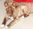 Cachorro raça Akita idade 7 a 11 meses nome Kira 