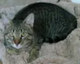 Gilbert