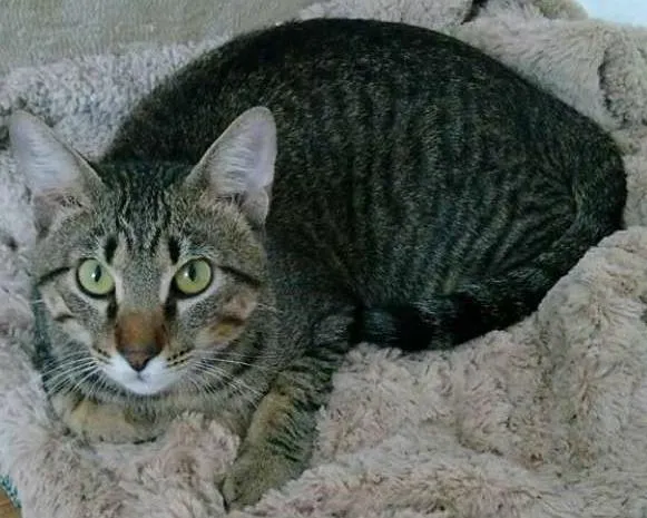Gato ra a SRD idade 1 ano nome Gilbert