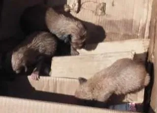 Cachorro ra a  idade Abaixo de 2 meses nome Não tem