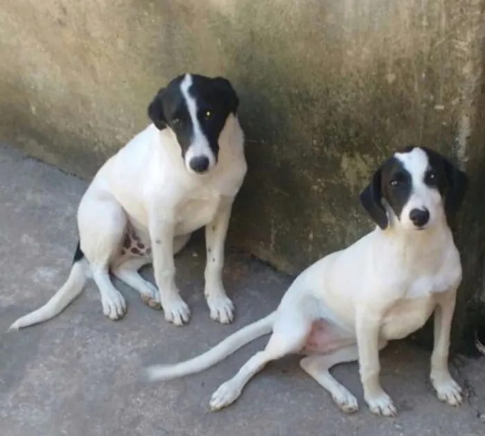 Cachorro raça Virá lata idade 2 a 6 meses nome Boby / Xuxa 