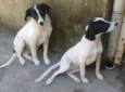 Boby / Xuxa 