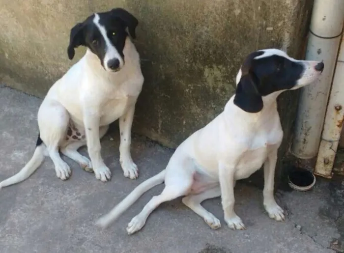 Cachorro raça Virá lata idade 2 a 6 meses nome Boby / Xuxa 