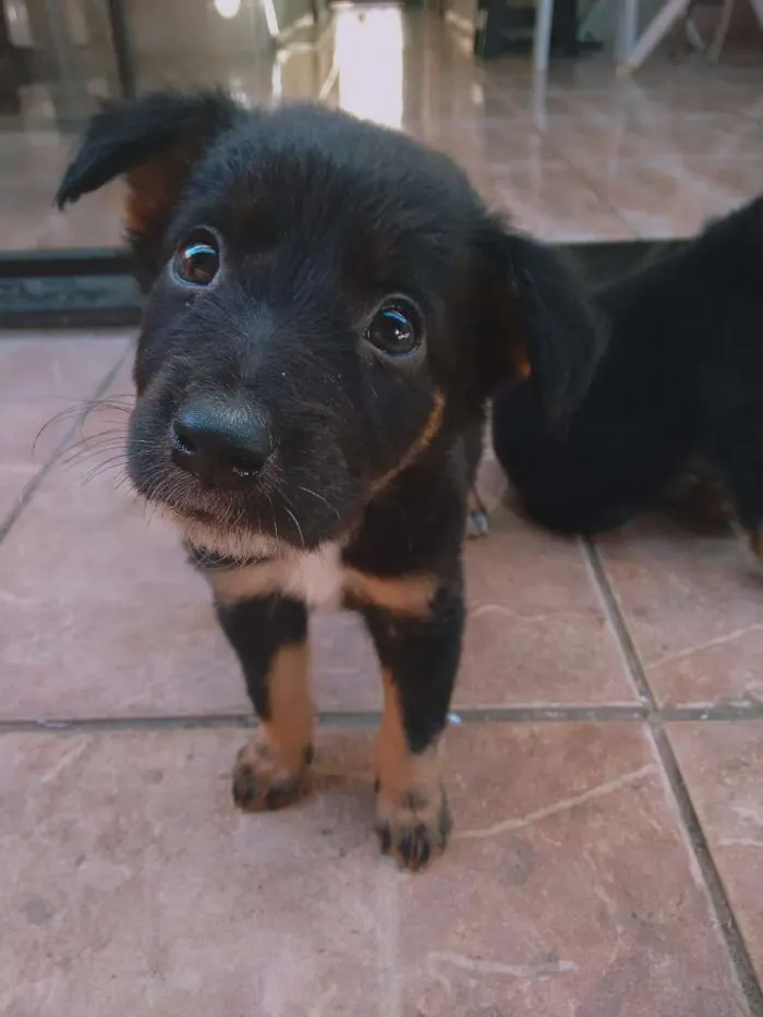 Cachorro ra a Indefinida idade Abaixo de 2 meses nome Ainda não tem