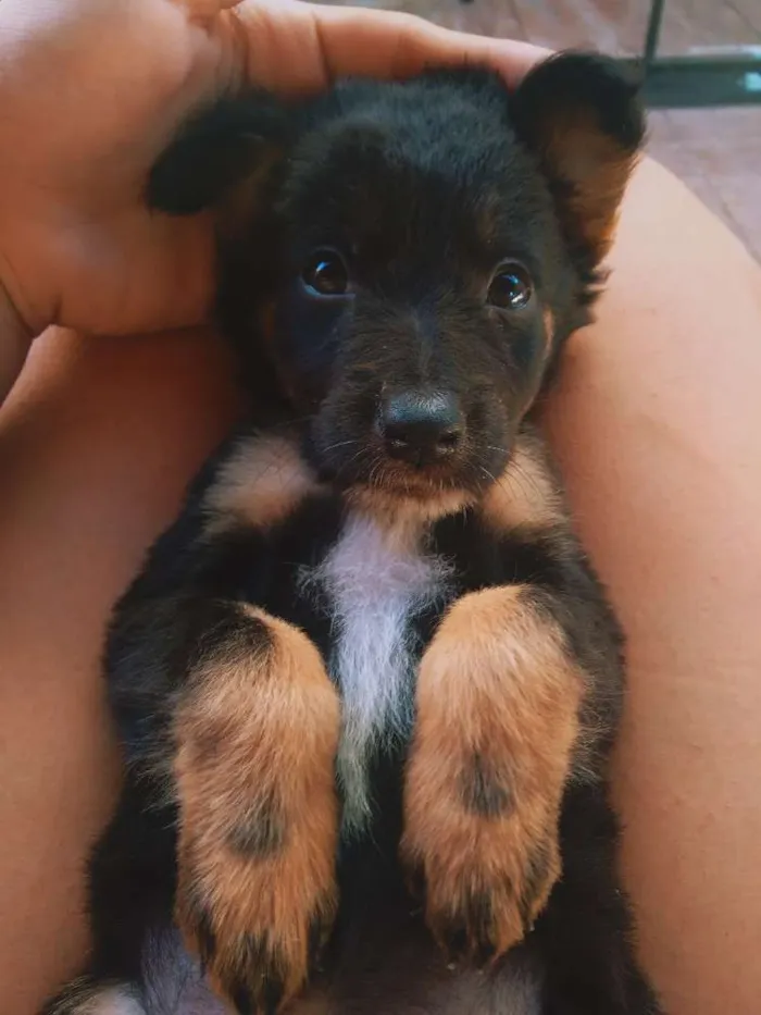 Cachorro ra a Indefinida idade Abaixo de 2 meses nome Ainda não tem