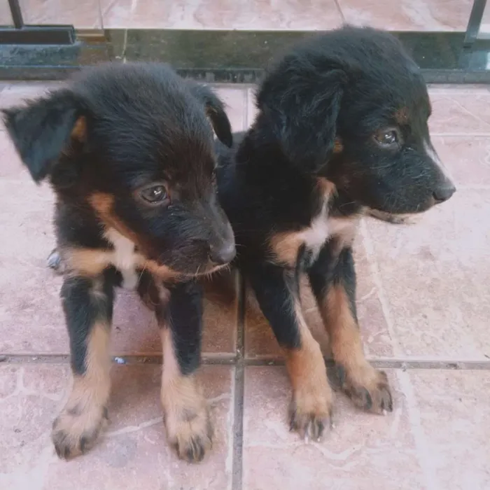 Cachorro ra a Indefinida idade Abaixo de 2 meses nome Ainda não tem