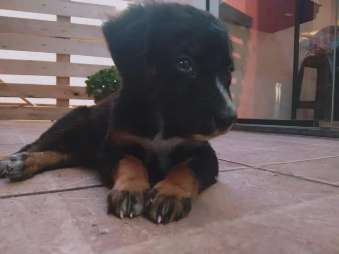 Cachorro ra a Indefinida idade Abaixo de 2 meses nome Ainda não tem