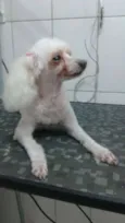 Penelope