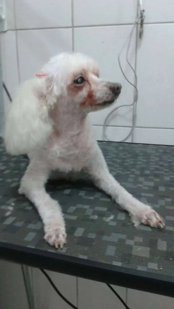 Cachorro ra a Poodle idade 6 ou mais anos nome Penelope