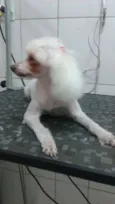Penelope