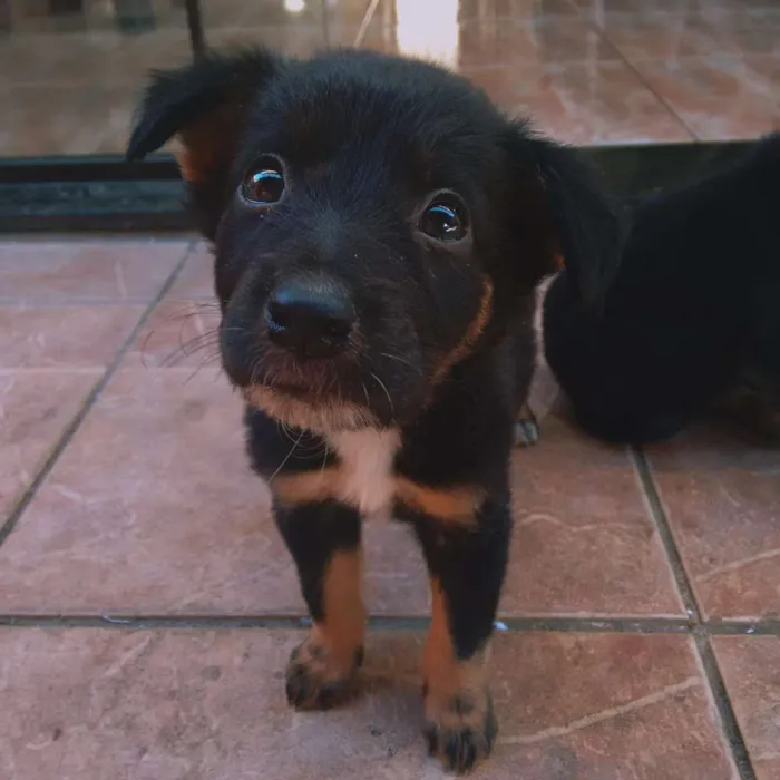 Cachorro ra a Indefinida idade Abaixo de 2 meses nome Ainda não tem