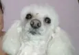 Penelope