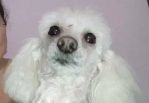 Cachorro raça Poodle idade 6 ou mais anos nome Penelope