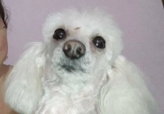 Cachorro ra a Poodle idade 6 ou mais anos nome Penelope