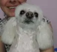 Penelope