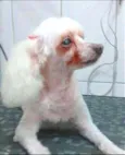 Penelope