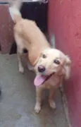 Paloma