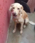 Paloma