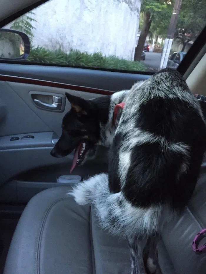Cachorro ra a Mestiço Blue Heeler  idade 1 ano nome Nininho