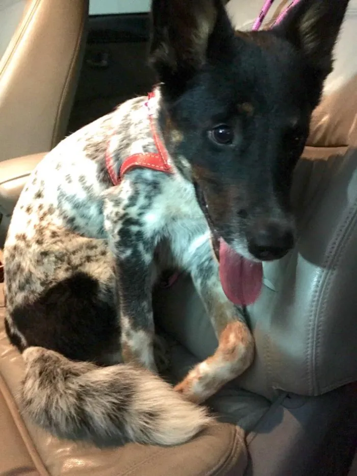 Cachorro ra a Mestiço Blue Heeler  idade 1 ano nome Nininho