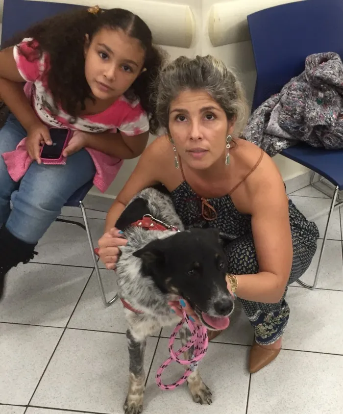 Cachorro ra a Mestiço Blue Heeler  idade 1 ano nome Nininho