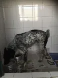Nininho