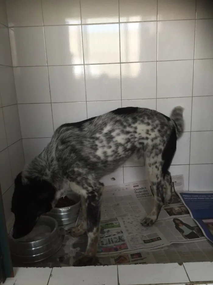Cachorro ra a Mestiço Blue Heeler  idade 1 ano nome Nininho