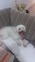 Mel
