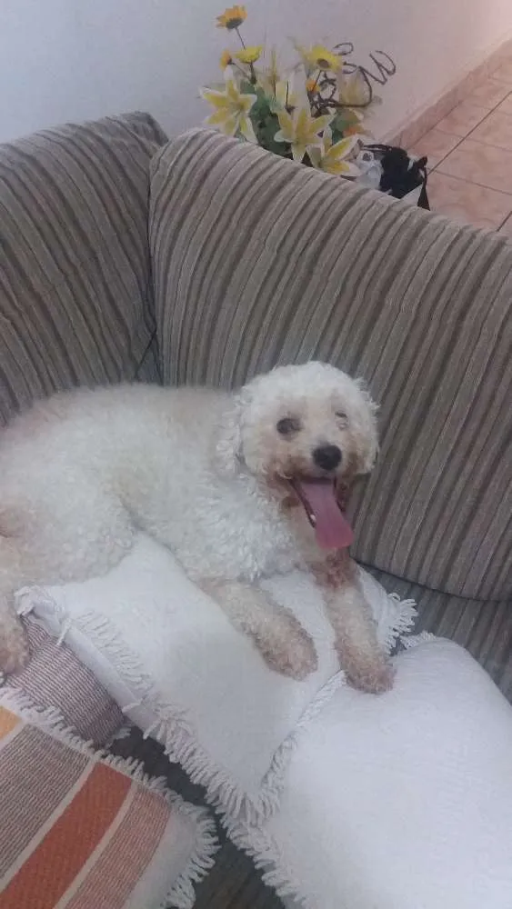 Cachorro ra a Poodle idade 3 anos nome Mel