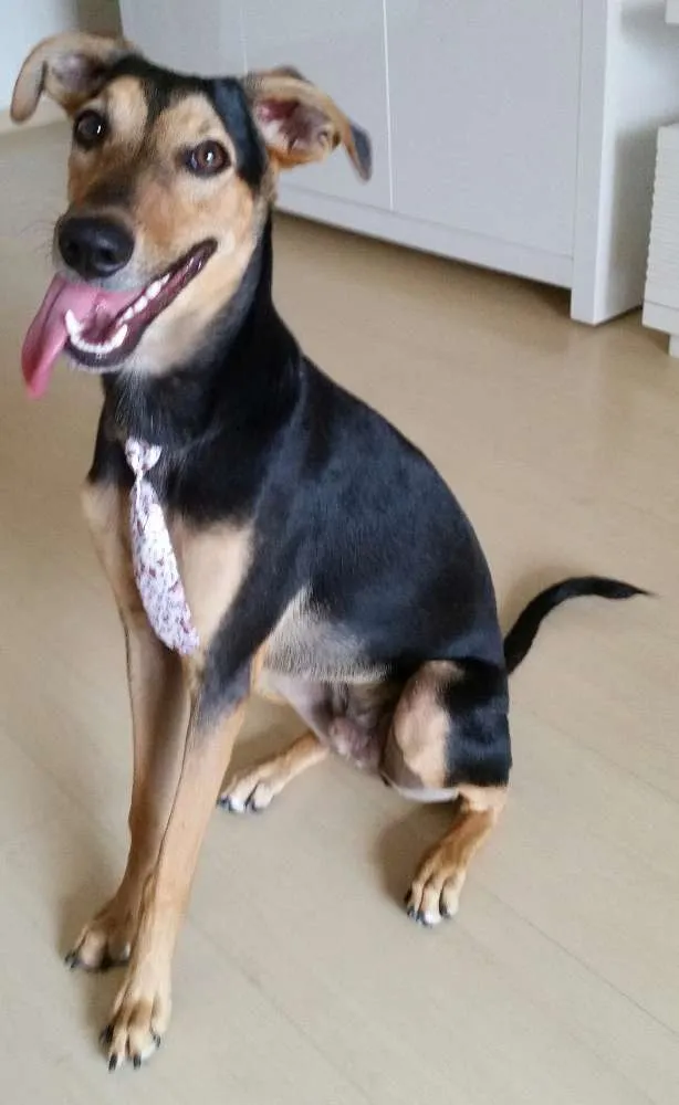 Cachorro raça Vira-Lata idade 7 a 11 meses nome Bê