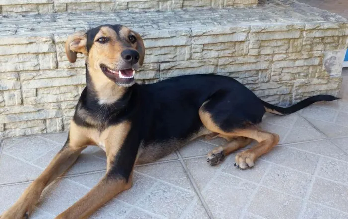 Cachorro raça Vira-Lata idade 7 a 11 meses nome Bê