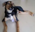 Bê