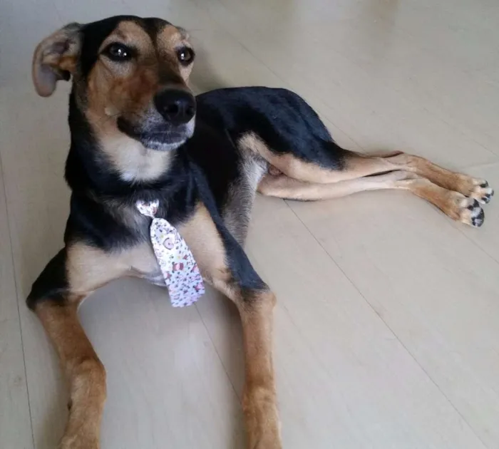 Cachorro raça Vira-Lata idade 7 a 11 meses nome Bê