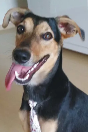 Cachorro raça Vira-Lata idade 7 a 11 meses nome Bê