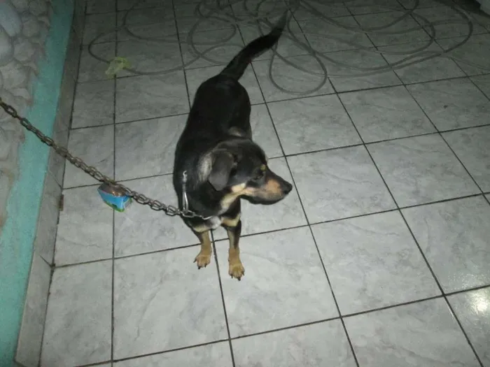 Cachorro ra a vira lata idade 5 anos nome max