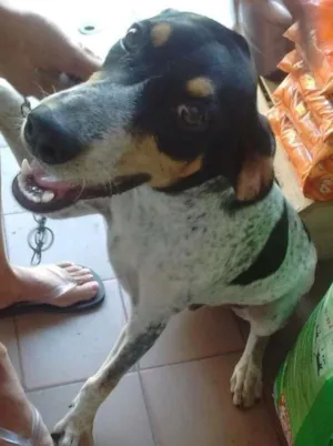 Cachorro raça SRD idade 7 a 11 meses nome Amendoim