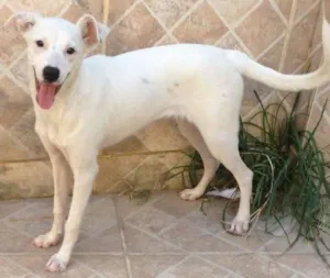 Cachorro raça SRD idade 2 a 6 meses nome Bebezinha