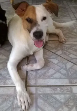 Cachorro raça SRD idade 1 ano nome branquinho
