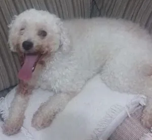 Cachorro raça Poodle idade 3 anos nome Mel