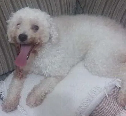 Cachorro ra a Poodle idade 3 anos nome Mel