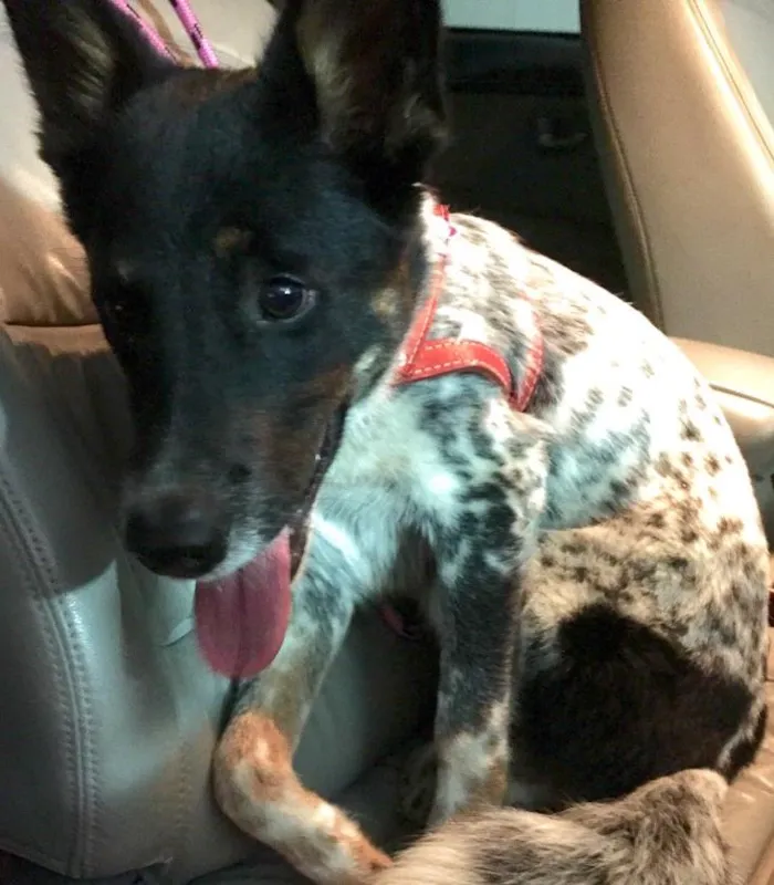 Cachorro ra a Mestiço Blue Heeler  idade 1 ano nome Nininho